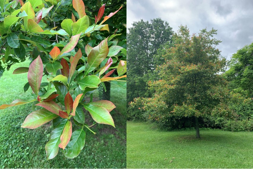 Tupelo flowers and tree